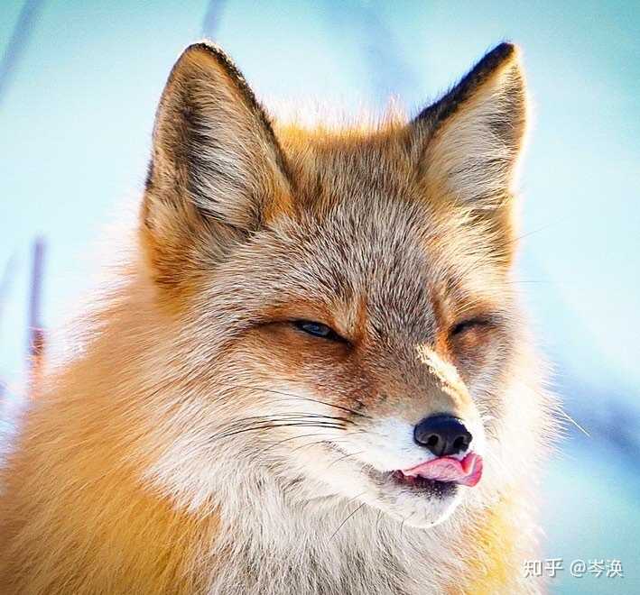 什么样的眼睛算是狐狸眼?