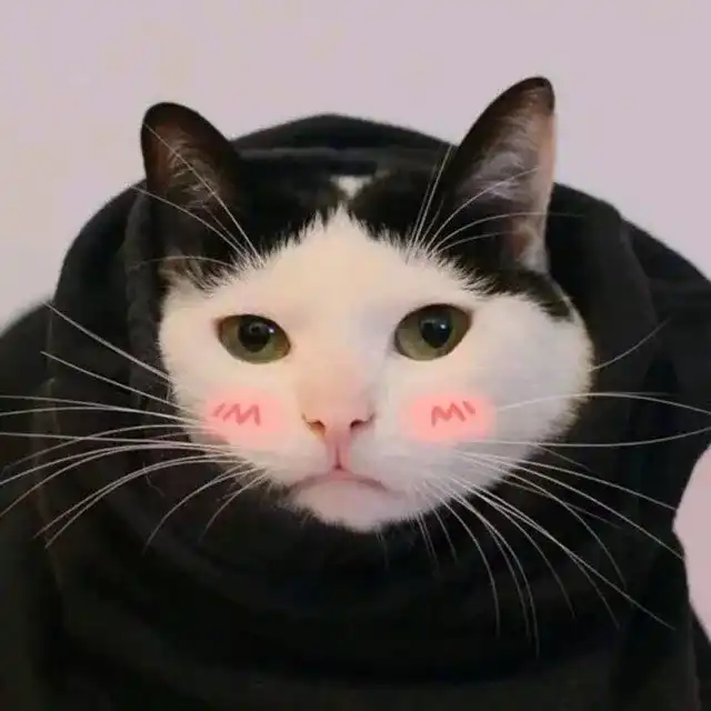 有什么好看的猫的情侣头像?