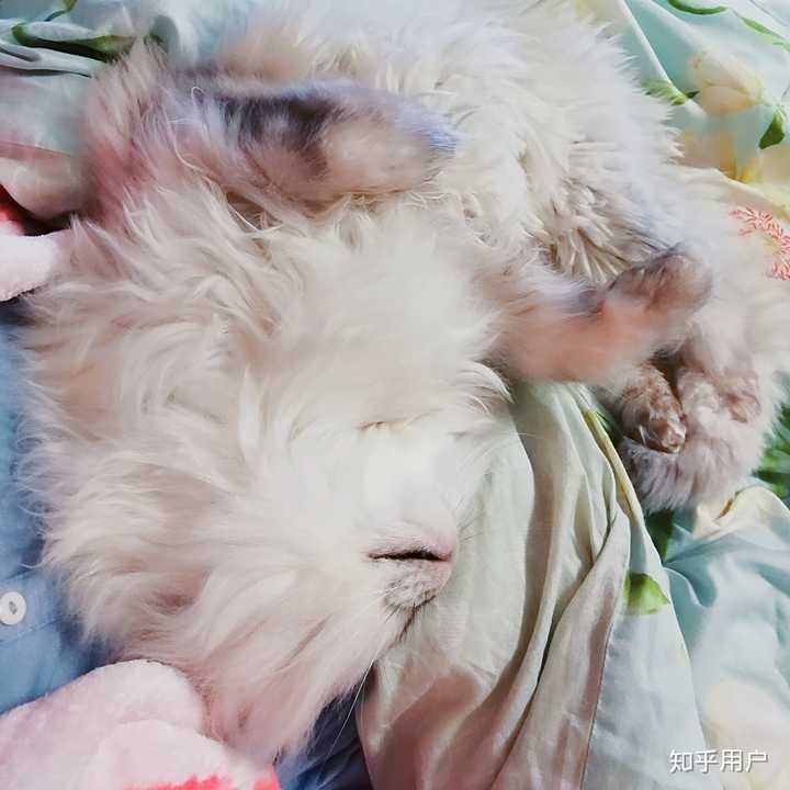 折耳猫喜欢这个姿势睡觉,有没有什么问题?