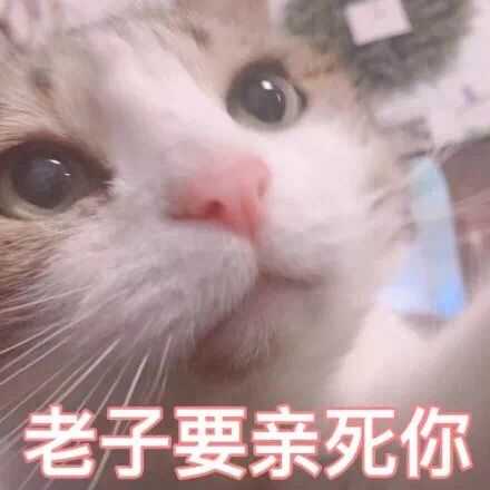 有哪些适合情侣间聊天使用的表情包?