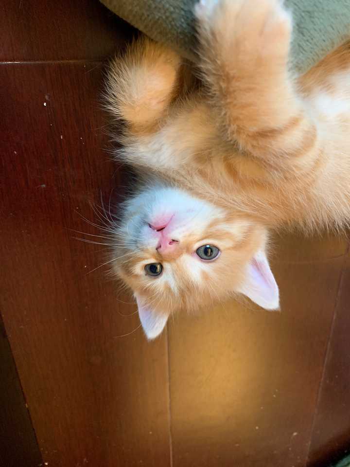 家里有只橘猫是怎样得体验?