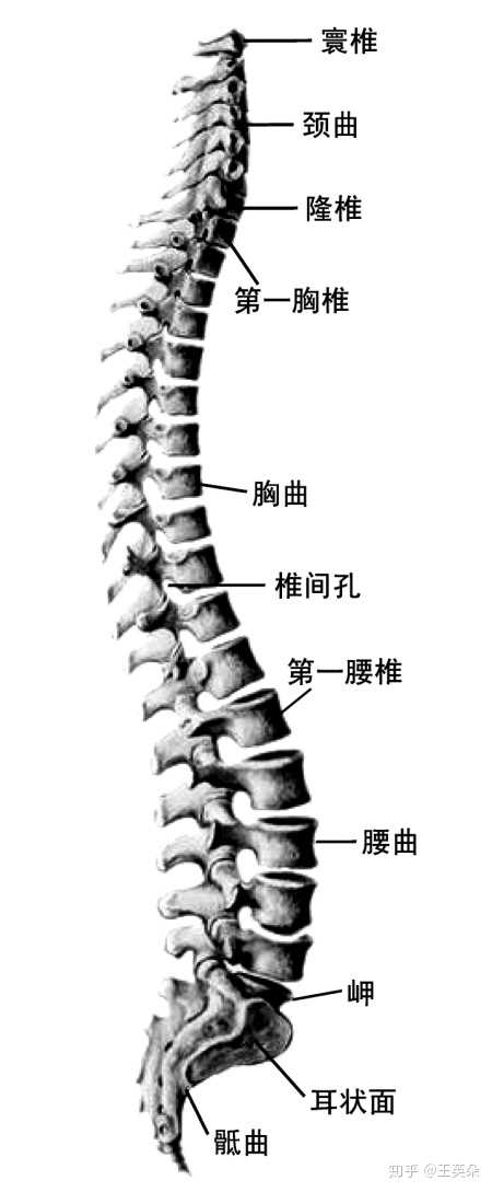 低头会导致颈椎曲度变直甚至反弓,不正确的坐姿,站姿会使腰椎也会发生