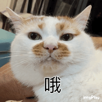 万能表情包?excuse me,当然要举爪我们可爱的楼楼小猫咪了.