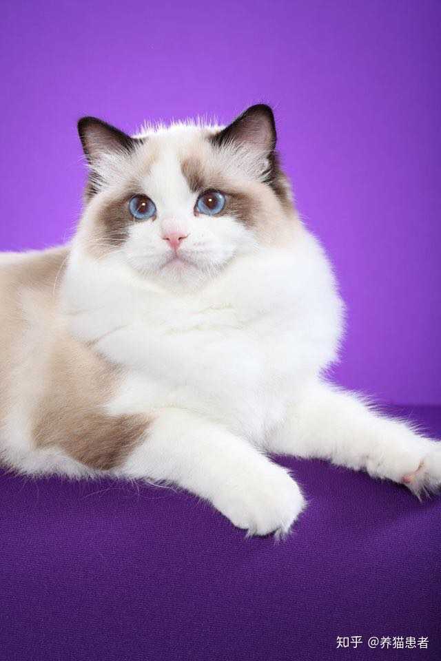 美国购来的布偶猫有血统证书,为什么毛量看起来比国内出售的布偶猫小