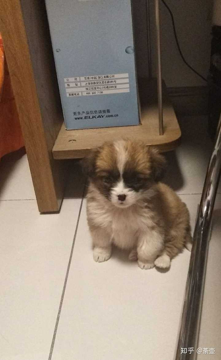 中华田园犬的颜值可以多高?