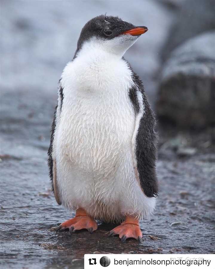 可爱阿德利企鹅: 可爱阿德利企鹅走路