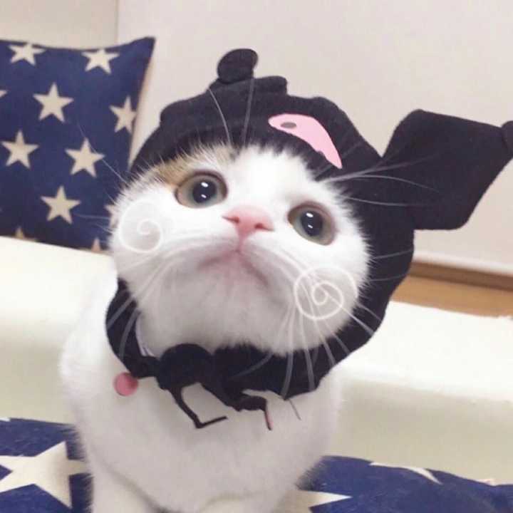 有什么猫狗的情侣头像?