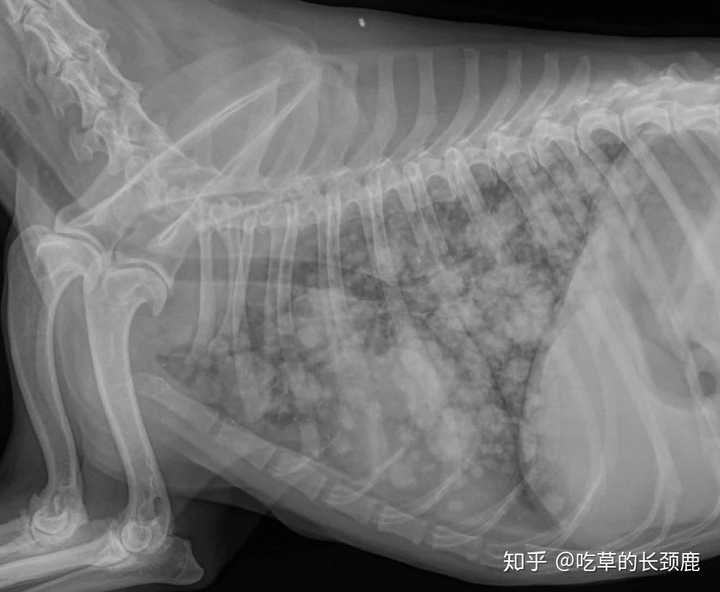 希望您的狗狗在x光片检查时不要看到下