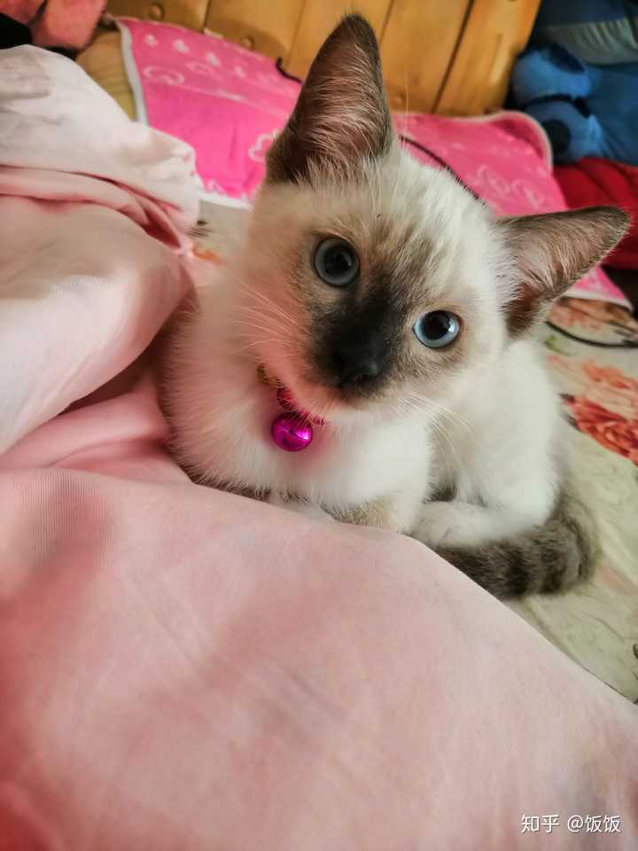 猫舍说暹罗可以和布偶配 有懂的朋友可以解释一下吗?