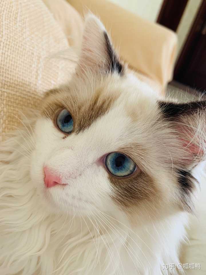 你是怎么和猫相遇,并开始养猫的呢?