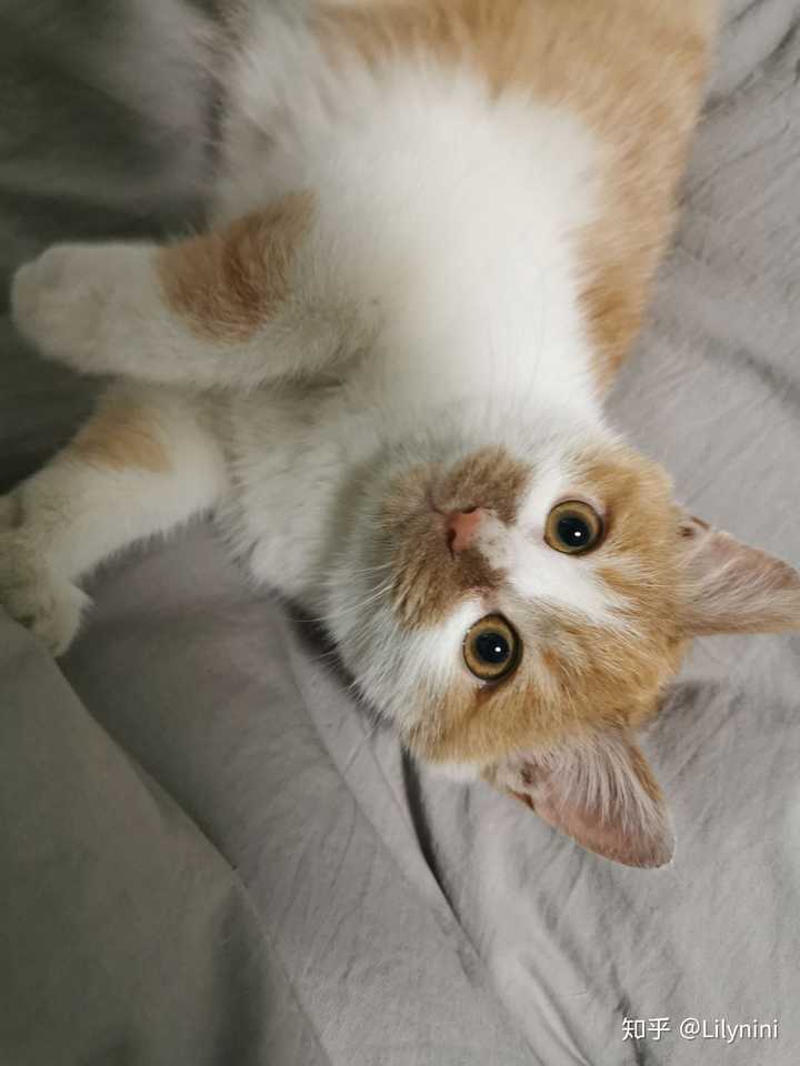 你见过最好看的橘猫长什么样?