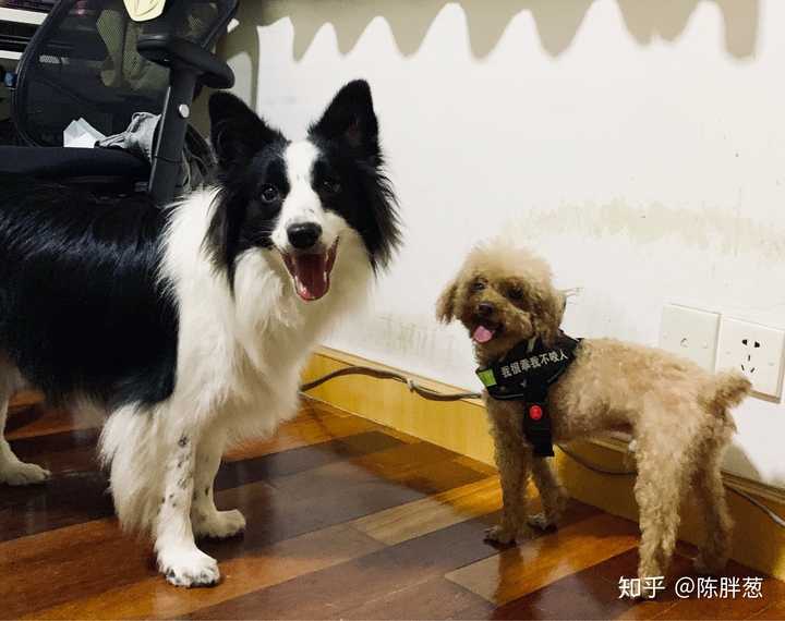 养大型犬和小型犬最大的区别是什么?