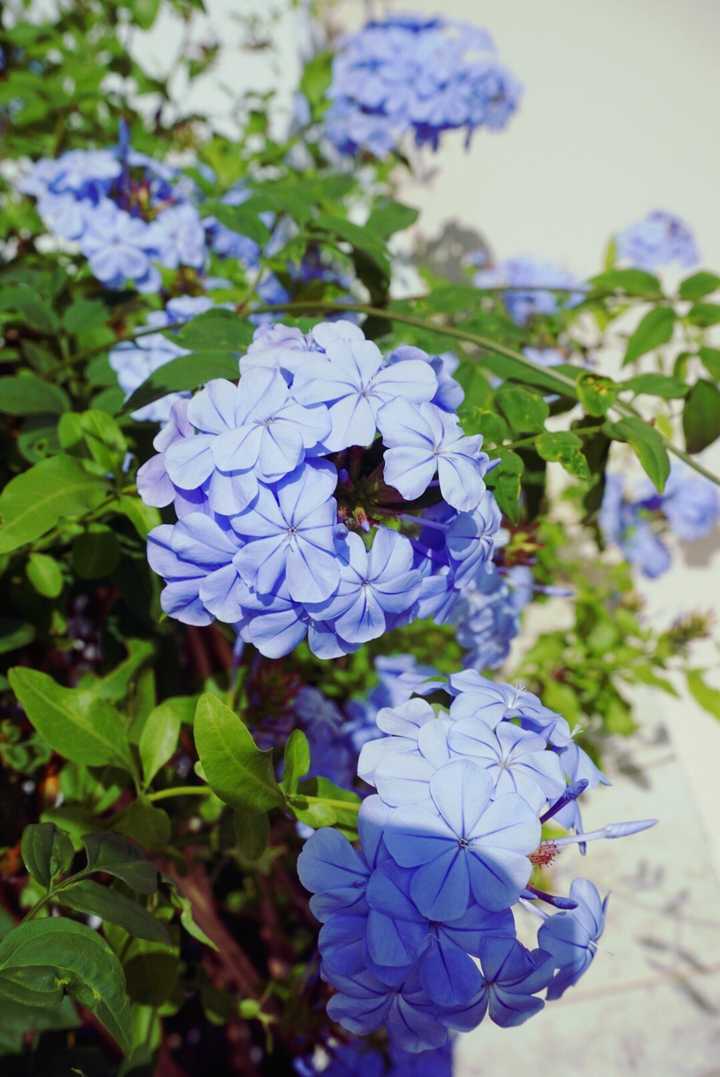 蓝雪花呀,小清新.