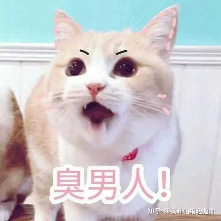 有哪些少女心的猫咪头像?