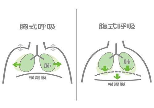 腹式呼吸:主要是让横隔膜上下移动,吸气时横隔膜下降将脏器挤到下方