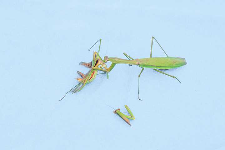 螳螂哥:?(图片来自:全景图片)