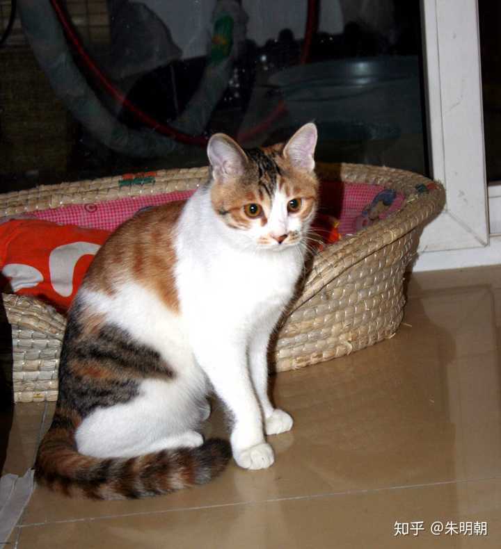 我们家的猫已经养了五年了?