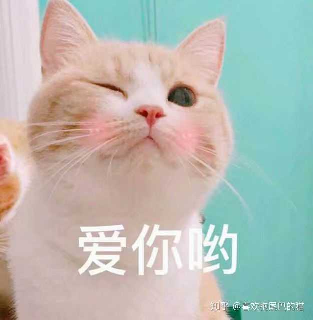有什么特别可爱猫猫的动态图或表情包吗?