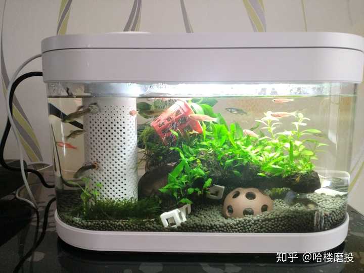 小米画法几何生态鱼缸怎样?