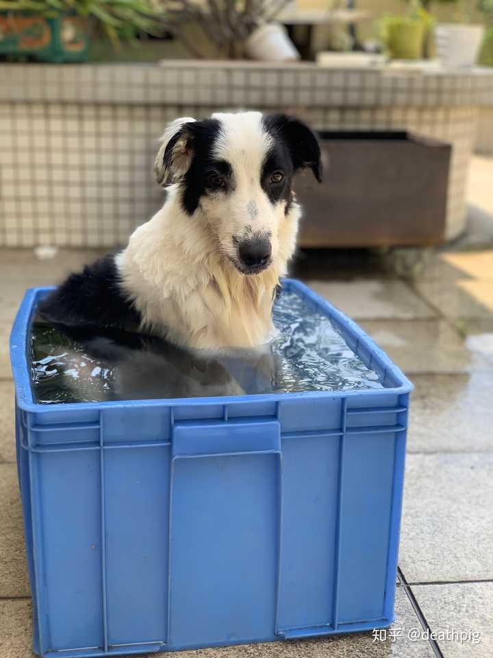 金毛 边牧 柯基 柴犬应该养哪一个好呢?