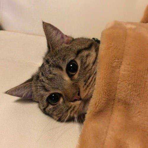 有哪些好看的猫咪壁纸或头像?