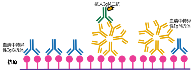 双抗夹心法示意图 图源:默克生命科学