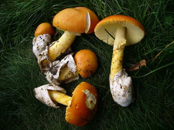 鹅蛋菌(oronge mushroom) 这种菌类比较罕见,一般在法国和意大利居多