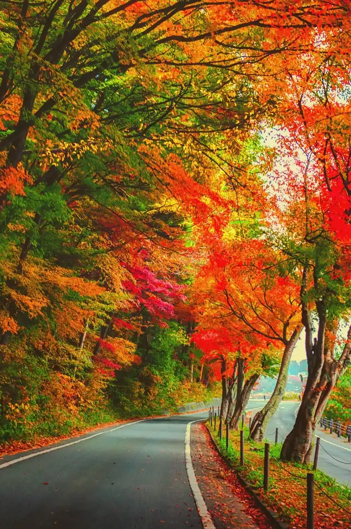 加拿大五彩斑斓的秋景足以俘获你的灵魂