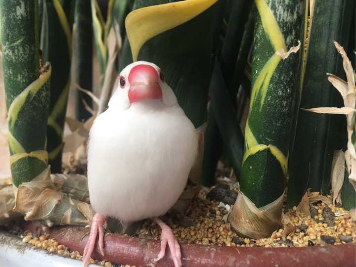 养文鸟是一种什么体验?