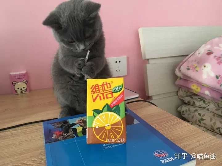 喵鱼酱 的想法 图1 嗑药猫长大啦 图2 出差一周,回来 知乎