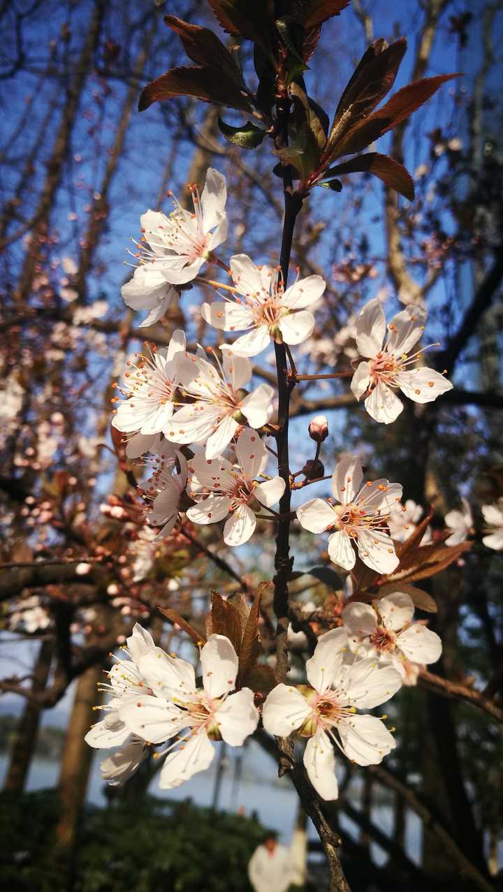 如何区别桃花杏花李花樱花梨花和梅花