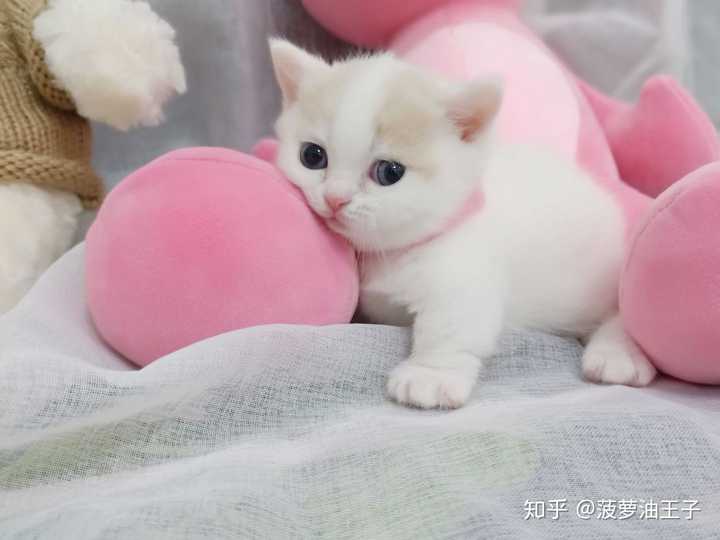 把一只刚出生的小奶猫一直养大是什么感觉