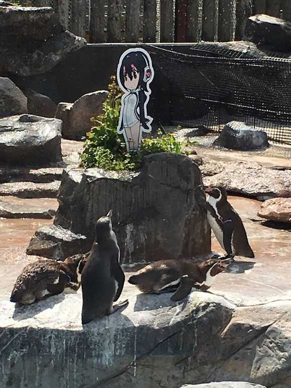 如何评价现实中的企鹅向《兽娘动物园》中的洪堡企鹅求爱?