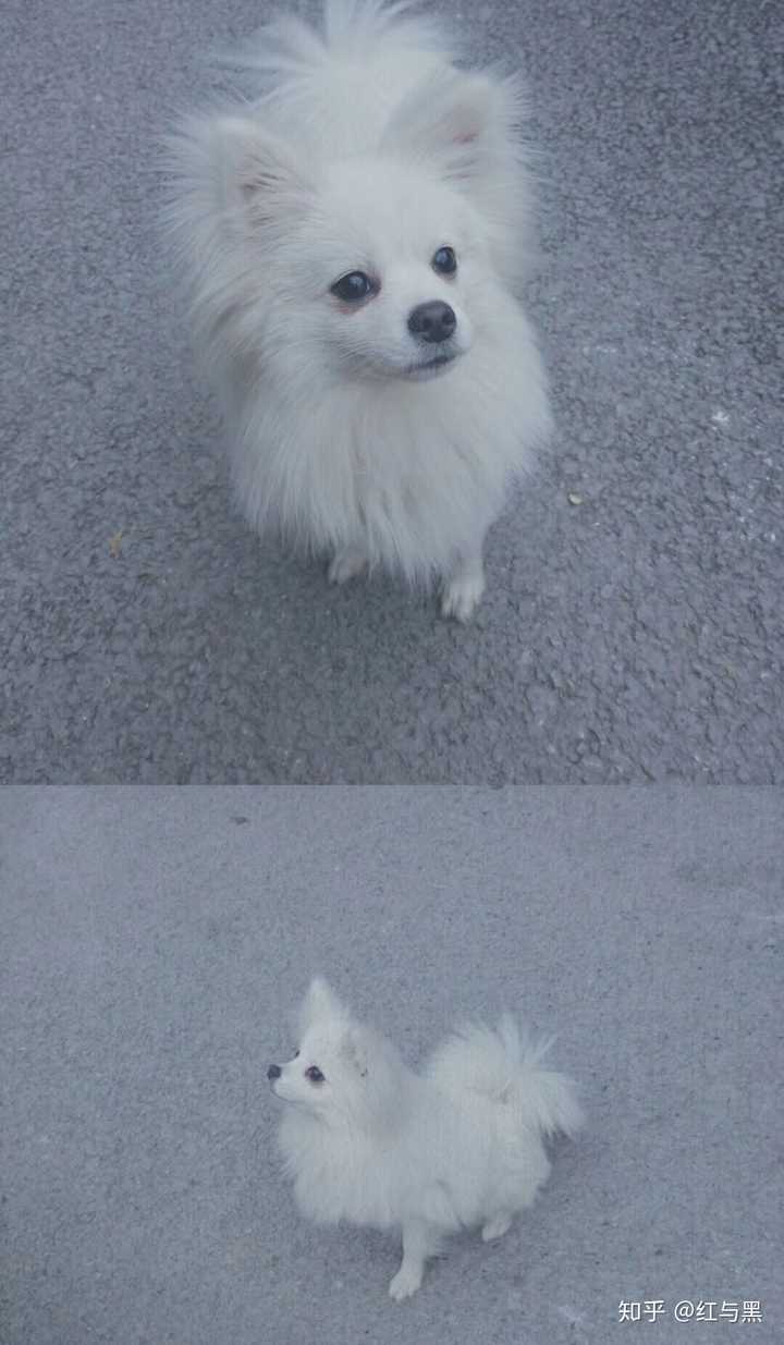来看看我的狗砸是银狐还是银狐博美串串?