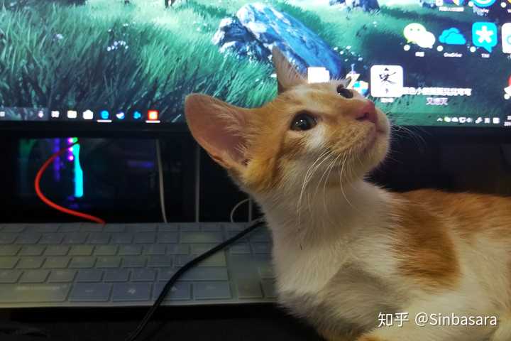 一只猫能可爱到什么程度?