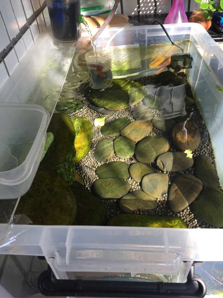 龟缸底下铺什么石头,养半水龟?