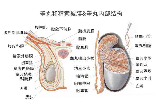 男人蛋疼和女人来大姨妈究竟那个更痛苦?