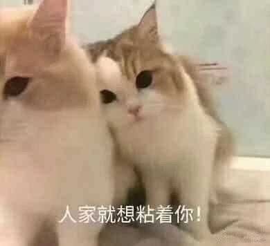 有没有给女朋友发的表情包?
