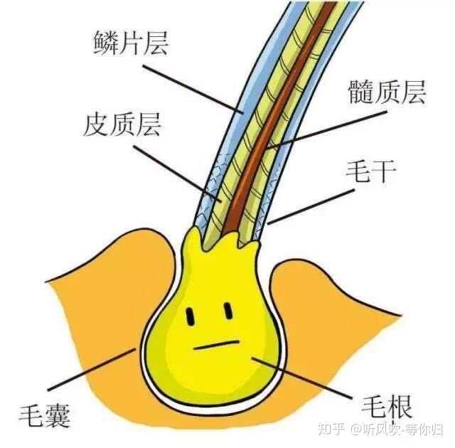 如果你头发掉的厉害,你首先就得考虑一下你的一些习惯了,比如是否经常