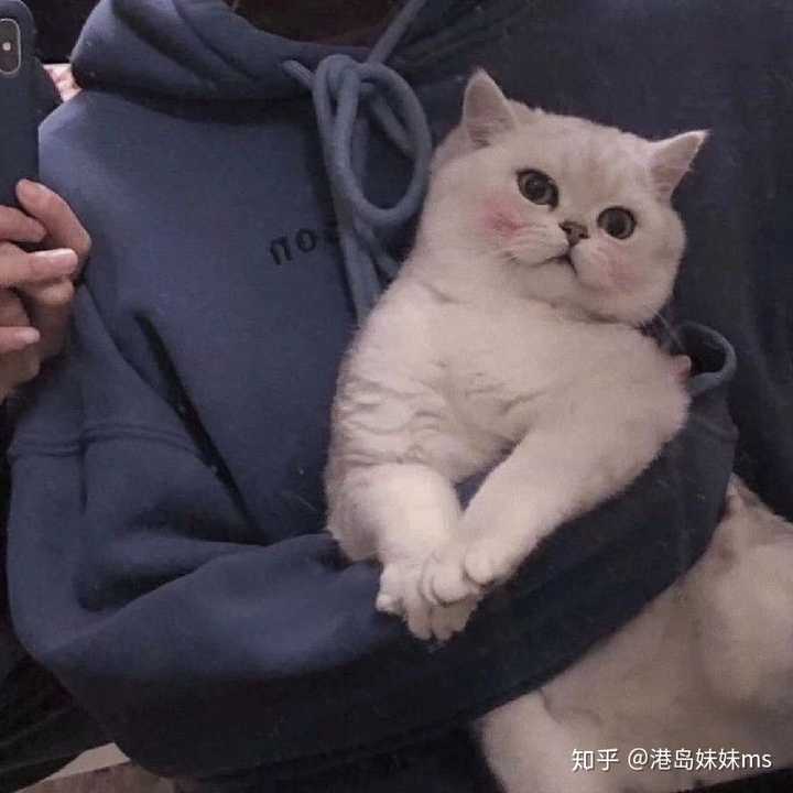 有没有好看的抱猫的男生头像?