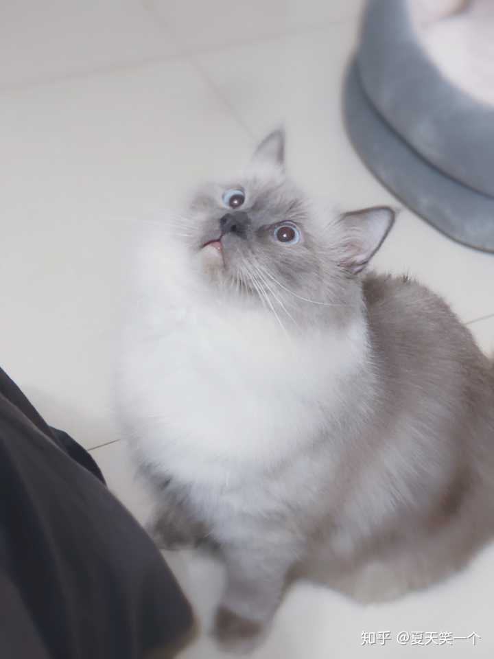 布偶猫和暹罗猫的串串什么样的?