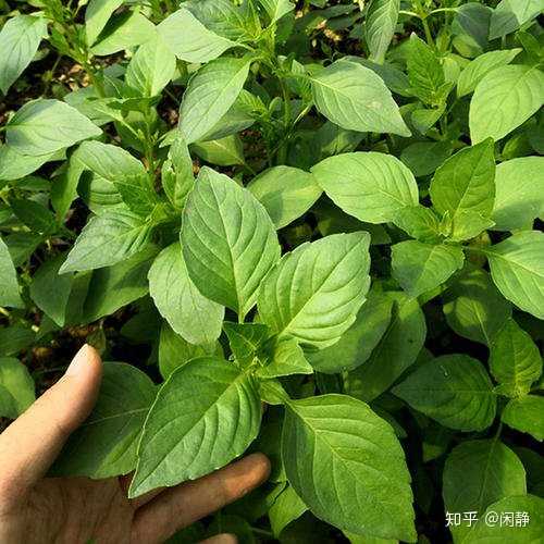 还有个特色菜是叫荆芥,跟西餐中的罗勒叶,九层塔是亲戚,味道相似,薄荷