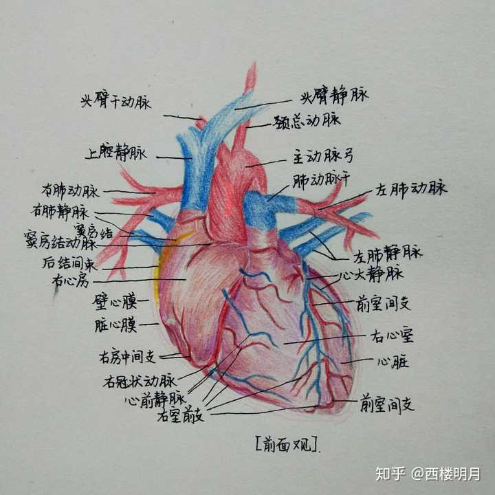 更新一张2月18日画的一个头颈浅解剖的手绘插图