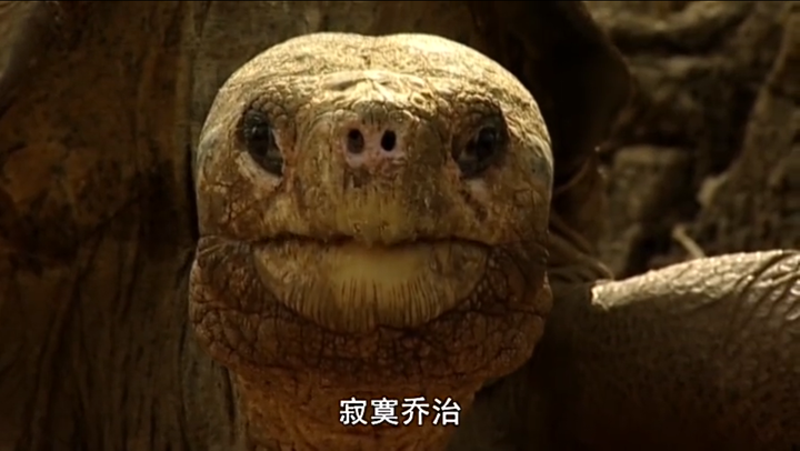 孤独的乔治,最后一只平塔岛象龟.
