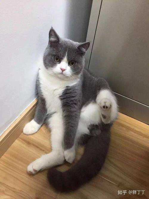 英短蓝白,不是俄罗斯蓝猫 .