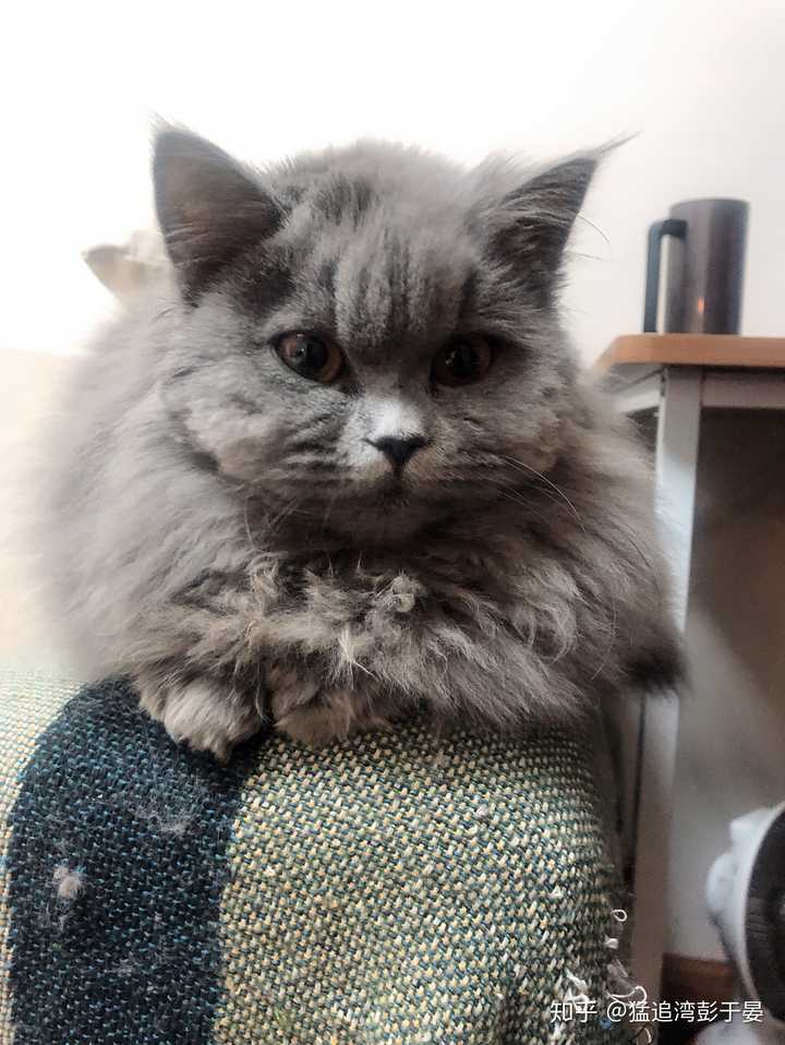 我们家的返祖蓝猫 鱼饼 必须拥有姓名.