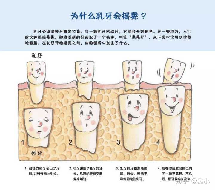 人类的牙齿为什么会换一次?