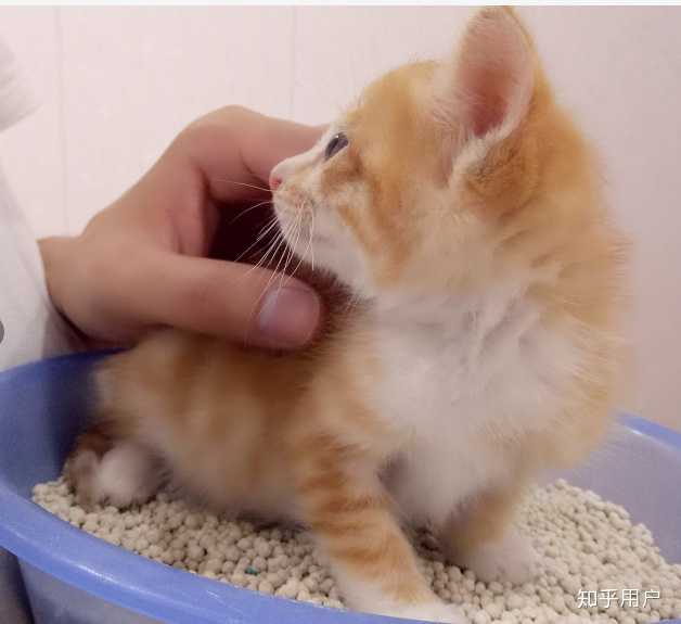 你见过最好看的橘猫长什么样?
