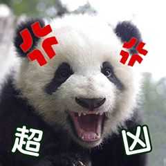 有哪些无字或者英文的表情包?