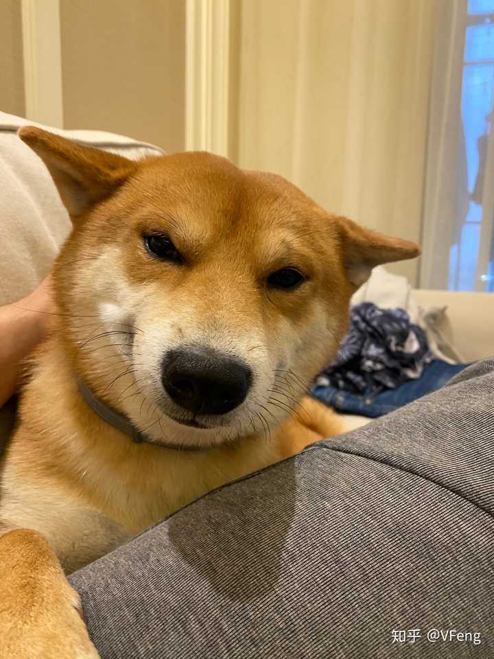 拥有一只柴犬是什么样的体验呢?